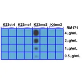 Anti-Histone H3K23me2 (Di-methyl Lys23) antibody [RM171] used in Dot blot (Dot). GTX60901